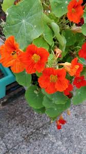 Orange Cress Flower Seeds