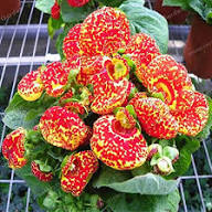 Pink Calceolaria Flower Seeds Heirloom Non GMO High Germination Organic Garden Seeds Colorful Blooms Seeds for Planting