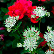 White Astrantia Flower Seeds