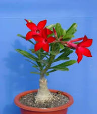 Red Adenium Flower Seeds Rare Blooming Plants Balcony and Patio Gardening Colorful Seeds for Planting Heirloom Non-GMO H