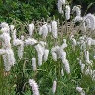 White Organic Sanguisorba Flower Seeds Easy Grow Blossoms Seeds for Planting Heirloom Non GMO High Germination Organic G