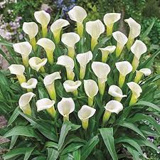 White Calla Lily Flower Seeds