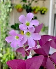 Mixed Oxalis obtusa Flower Seeds