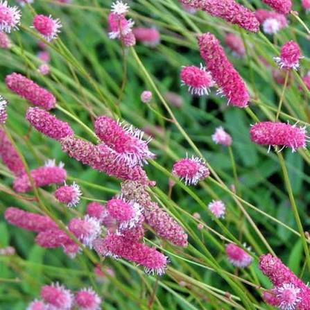 Purple Organic Sanguisorba Flower Seeds Heirloom Non GMO High Germination Organic Garden Seeds Seeds for Planting - Heir