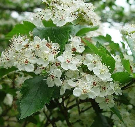 Hawthorns Flower Premium Floral
