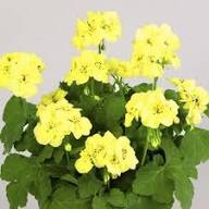 Violet Yellow Geranium Flower Light Fresh Planting Geraniums Flower Seeds Home Garden Seeds for Planting Heirloom