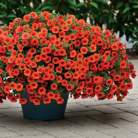 Calibrachoa Flower Seeds