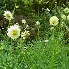 Cephalaria Gigantea Flower Seeds