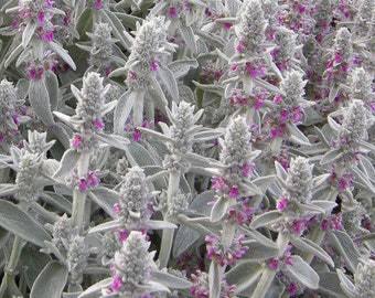Gray Betony Flower Seeds