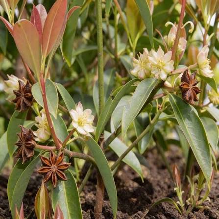 Illicium Flower Seeds