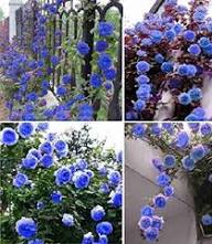 Blue Climbing Geranium Fresh Planting Vining Flowers Flower Seeds for Planting Heirloom Non-GMO High Germination