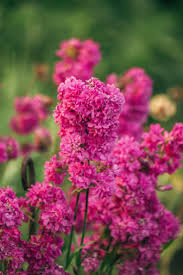 Pink Lychnis Chalcedonica Flower Seeds