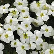 White Cress Aubrieta Flower Seeds