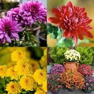 Chrysanthemum Flower Seeds for Planting and Growing Mixed - Heirloom Non GMO High Germination Garden Seeds for Planting