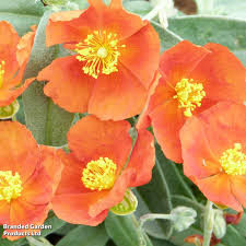 Orange Helianthemum Flower Seeds