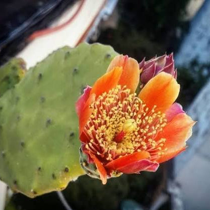 Opuntia Tomentosa Velvet Tree Pear Cactus Seeds