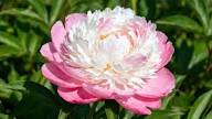 Pink White Peony Flower Seeds