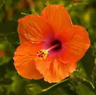 Orange Hibiscus Flower Seeds for Planting – Heirloom Non-GMO High Germination Organic Garden Seeds Colorful Blooms
