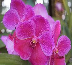 Pink Orchid Flower Seeds for - Heirloom Non GMO Premium Garden Seeds for Planting, High Germination Outdoor Plants