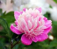 Pink White Peony Flower Seeds