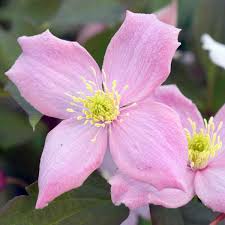 Pink Light Clematis Flower Seeds for Planting Heirloom Non-GMO High Germination Organic Garden Seeds - Heirloom Non GMO