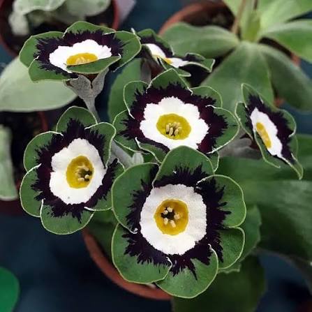 PRIMULA AURICULA FLOWER SEEDS HEIRLOOM NON-GMO HIGH GERMINATION ORGANIC GARDEN SEEDS FOR PLANTING Seeds - Heirloom Non G