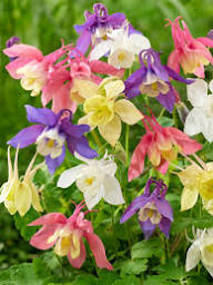 Mixed Aquilegia Flower Seeds