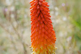 Orange Lampranthus Flower Seeds