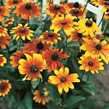 Black Rudbeckia Flower Seeds