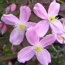 Pink Light Clematis Flower Seeds