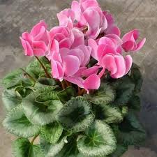 Pink Cyclamen Flower Seeds - Heirloom Non GMO High Germination Flower Seeds for Planting