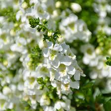 White Angelonia Flower Seeds for Planting Rare Blooming Plants Heirloom Non-GMO High Germination Organic Garden Seeds Ba