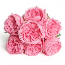 Pink Light Peony Flower Seeds