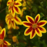 Red Yellow Bidens Flower Seeds