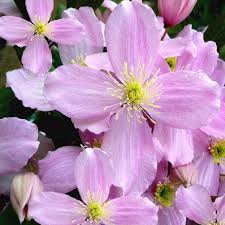 Pink Light Clematis Flower Seeds for Planting Heirloom Non-GMO High Germination Organic Garden Seeds - Heirloom Non GMO