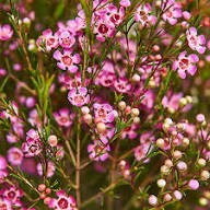 Pink Chamelaucium Flower Seeds