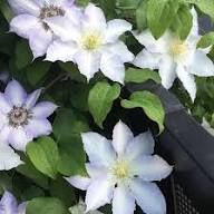 Clematis Flower for Planting Heirloom Non-GMO High Germination Organic Garden for Colorful Landscapes Seeds - Heirloom