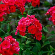 Red Perennial Phlox Flower Premium Floral for Planting Heirloom Non-GMO High Germination Organic Garden for Decorati
