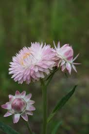 Pink Light Helichrysum Flower Seeds for Planting Heirloom Non-GMO High Germination Organic Garden Seeds - Heirloom Non