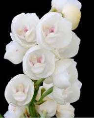 Phalaenopsis Orchid Flower Seeds
