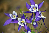 Aquilegia Flower Seeds