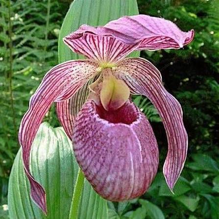 Pink Cypripedium Flower Seeds