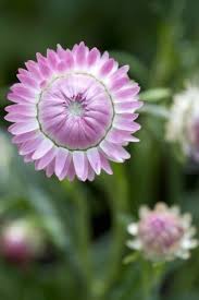 Pink Light Helichrysum Flower Seeds for Planting Heirloom Non-GMO High Germination Organic Garden Seeds - Heirloom Non