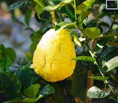 yellow citron citrus plant grow fragrant fruits at home Fruit seeds