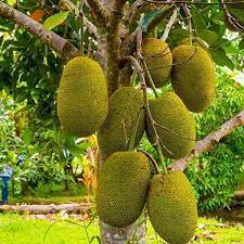 Vietnam Super Early Jackfruit Tropical Fruit Fast Growing Variety Fruit Seeds