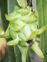 Green Pitaya Easy To Grow Fruit Seeds