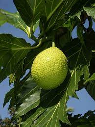Artocarpus Breadfruit For Home Planting Premium Fruit Seeds