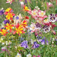 Aquilegia Flower Seeds