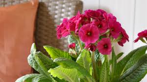 Pink Primrose Flower Seeds Heirloom - Heirloom Non GMO Premium Garden Seeds for Planting, High Germination Outdoor Plant