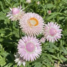 Pink Light Helichrysum Flower Seeds